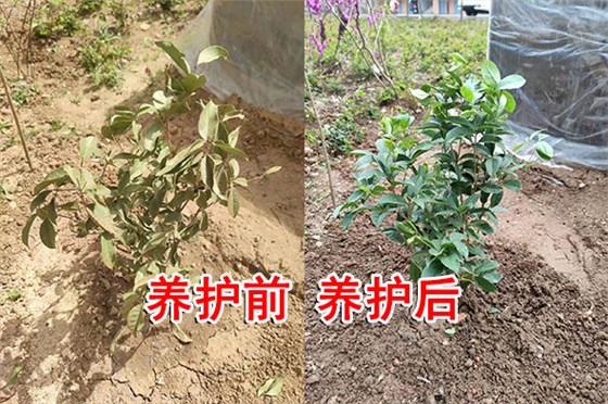 樹苗恢復(fù)