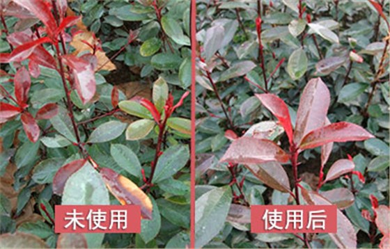 石楠防凍